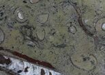 / Fossil Orthoceras & Goniatite Plate - Stoneware #58576-1